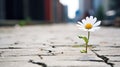 A lonely white flower grows from a crack in the asphalt road. Neutral blurred background. Place for text. Royalty Free Stock Photo