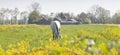 Lonely white horse grazing in green meadow with yellow rapeseed flowers in spring Royalty Free Stock Photo