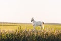 Lonely white horse standing on the green field Royalty Free Stock Photo