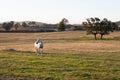 Lonely white horse walks a bit bored in a geen meadow full with daisies on a sunny day in spring Royalty Free Stock Photo