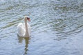 Lonely White Mute Swan