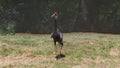 Lonely White-naped crane bird (Grus Vipio)