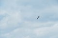 Minimalism and lot of empty space for your text or advertising on the side. Lonely white seagull is flying across sky. Cloudy Royalty Free Stock Photo