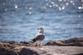 Lonely white seagull portrait against sea shore Royalty Free Stock Photo
