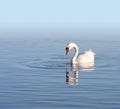 Lonely white swan