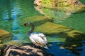 A lonely white swan by a bright azure lake.