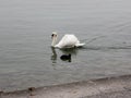 Lonely white swan landing to the cold lake.