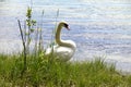 A lonely white swan on the shore of a beautiful lake.