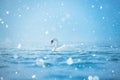 Lonely white swan swimming on the sea, winter scene with snow Royalty Free Stock Photo