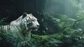 White Tiger Resting In The Jungle In Rain