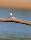 A lonely White-winged swallow Royalty Free Stock Photo