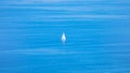 Lonely white yacht sailing in serene blue sea