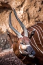 Lonely wild Antelope bongo near a cave during daytime