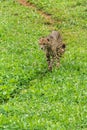 Lonely wild cheetah on the grass Royalty Free Stock Photo