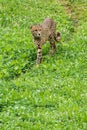 Lonely wild cheetah on the grass Royalty Free Stock Photo