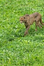 Lonely wild cheetah on the grass Royalty Free Stock Photo