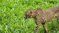 Lonely wild cheetah on the grass Royalty Free Stock Photo