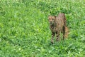 Lonely wild cheetah on the grass Royalty Free Stock Photo