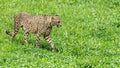 Lonely wild cheetah on the grass Royalty Free Stock Photo