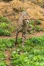 Lonely wild cheetah on the grass Royalty Free Stock Photo