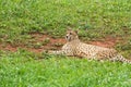 Lonely wild cheetah on the grass Royalty Free Stock Photo