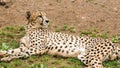 Lonely wild cheetah on the grass Royalty Free Stock Photo