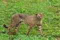 Lonely wild cheetah on the grass Royalty Free Stock Photo