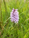 A lonely wild Northumbrian orchid Royalty Free Stock Photo