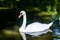 Lonely wild white swan swim in river