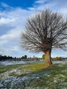 Lonely willow tree on cementary, Cloudy Sky, green grass Royalty Free Stock Photo