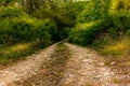 A lonely winding road on the hills of Tuscany Royalty Free Stock Photo