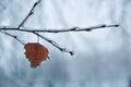 Lonely winter leaf Royalty Free Stock Photo