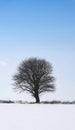 Lonely winter tree