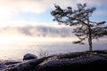 Lonely winter tree