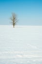 Lonely winter tree Royalty Free Stock Photo