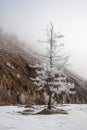 Lonely winter tree in hoarfrost standing near a mountain in dense fog. Royalty Free Stock Photo