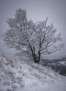 Lonely winter tree in the mountains