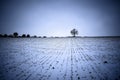 Lonely winter tree Royalty Free Stock Photo