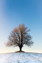 Lonely winter tree in the sunset