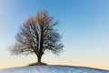 Lonely winter tree in the sunset