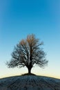 Lonely winter tree in the sunset