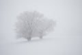 Lonely Winter Tree. Sweet Solitude. Cold and Cloudy day with much snow in the Washington, USA. Blizzard and fog in east coast.