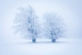 Lonely Winter Tree. Sweet Solitude. Cold and Cloudy day with much snow in the Washington, USA. Blizzard and fog in east coast.