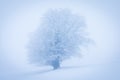 Lonely Winter Tree. Sweet Solitude. Cold and Cloudy day with much snow in the Washington, USA. Blizzard and fog in east coast.