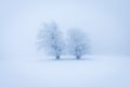 Lonely Winter Tree. Sweet Solitude. Cold and Cloudy day with much snow in the Washington, USA. Blizzard and fog in east coast. Royalty Free Stock Photo