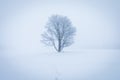 Lonely Winter Tree. Sweet Solitude. Cold and Cloudy day with much snow in the Washington, USA. Blizzard and fog in east coast.