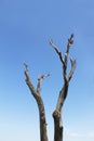 A lonely withered brown tree with branches against the blue sky Royalty Free Stock Photo