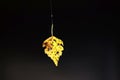A lonely withered leaf hanging on a thin spider web close up over dark background on a cloudy autumn day Royalty Free Stock Photo