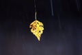 A lonely withered leaf hanging on a thin spider web close up over dark background on a cloudy autumn day Royalty Free Stock Photo