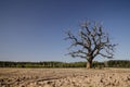 Lonely, withered oak on the field Royalty Free Stock Photo